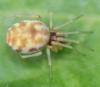 Nigma sp.